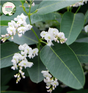  "A captivating image featuring the Hardenbergia violacea 'White Out' plant, showcasing its cascading and ornamental qualities. This evergreen vine exhibits an abundance of slender, pure white flower spikes that create a stunning floral display against the backdrop of dark green foliage. The 'White Out' cultivar of Hardenbergia violacea is known for its prolific blooming and trailing growth habit. 