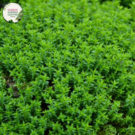 "A vibrant image showcasing the Hebe 'Emerald Green' plant, known for its lush and compact ornamental features. This evergreen shrub displays glossy, emerald-green leaves arranged in a dense and mounding form. The foliage creates a visually appealing backdrop, and the plant may also produce spikes of small, delicate white or lavender flowers.