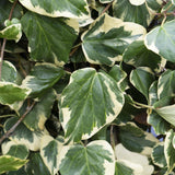 4x - Hedera colchica 'Dentata Variegata' - ↨65cm - Ø15