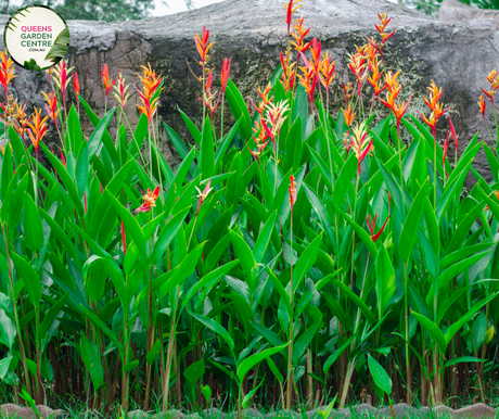  "An exotic image showcasing the Heliconia psittacorum x spathocirinata 'Daintree' plant, prized for its tropical and ornamental characteristics. This herbaceous perennial displays vibrant and elongated bracts that form a striking inflorescence. The 'Daintree' variety is known for its vivid coloration, featuring hues of red, orange, and yellow, creating a visually arresting display. 