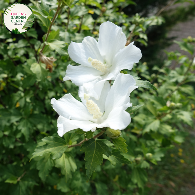 "A graceful image featuring the Hibiscus syriacus 'Double White' plant, showcasing its elegant and classic beauty. This deciduous shrub displays large, double-layered flowers in pristine white, creating a striking contrast against the backdrop of deep green foliage. 'Double White' is a cultivar of Hibiscus syriacus, commonly known as Rose of Sharon, celebrated for its timeless appeal and prolific summer flowering. 