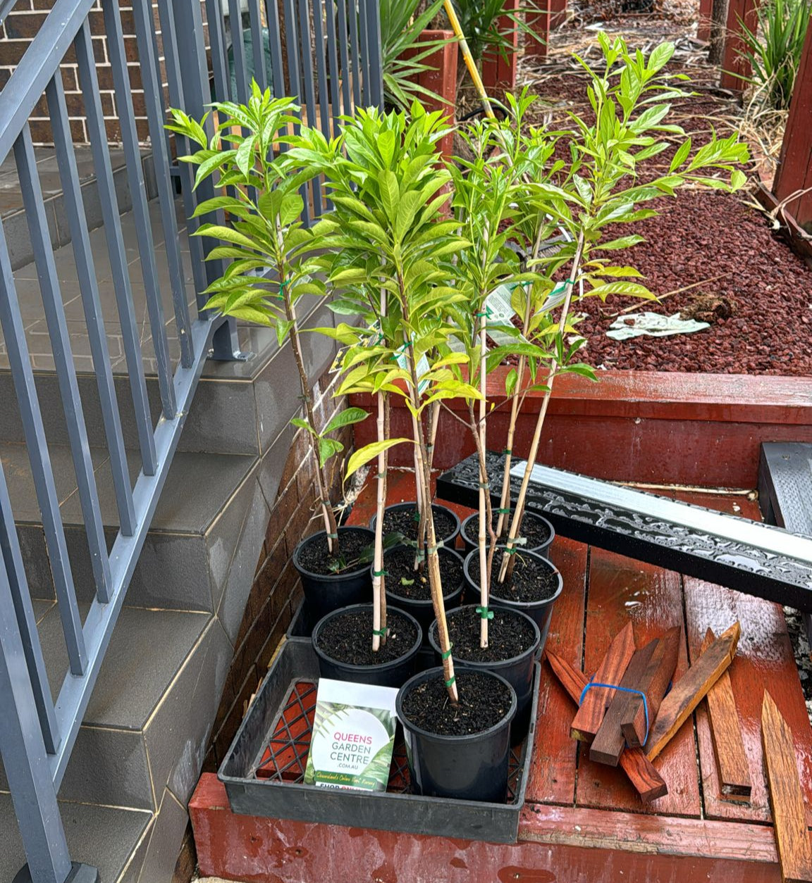 Hymenosporum Flavum
