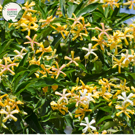 "A close-up view of the Hymenosporum flavum plant, showcasing its glossy evergreen foliage and fragrant cream-colored flowers. The leaves are lance-shaped and dark green, providing an attractive backdrop for the clusters of tubular blossoms. The Hymenosporum flavum, commonly known as the 'Sweetshade' or 'Native Frangipani,' is a visually appealing addition to garden landscapes, offering both ornamental foliage and aromatic blooms."