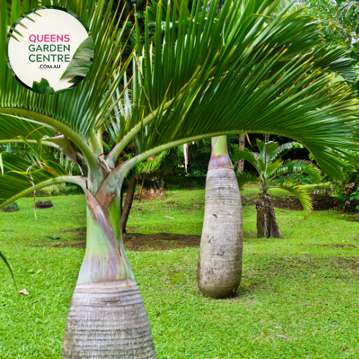 Alt text: Close-up photo of a Hyophorbe lagenicaulis, commonly known as the Bottle Palm, showcasing its distinctive bottle-shaped trunk and arching fronds. The tropical palm features a swollen, narrow trunk that resembles a bottle, topped with a crown of lush, pinnate leaves. The photo captures the unique silhouette of the Bottle Palm, emphasizing its striking form and the overall tropical beauty of the Hyophorbe lagenicaulis plant.
