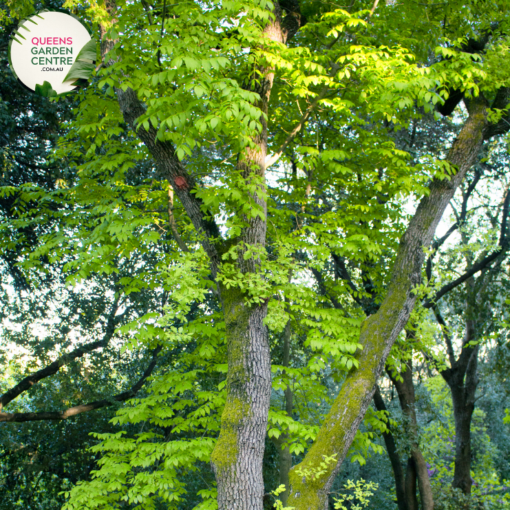 Enhance your landscape with Juglans Nigra, the Black Walnut tree. Enjoy its majestic stature and bountiful harvest of delicious nuts. Order now and add natural beauty to your outdoor space!