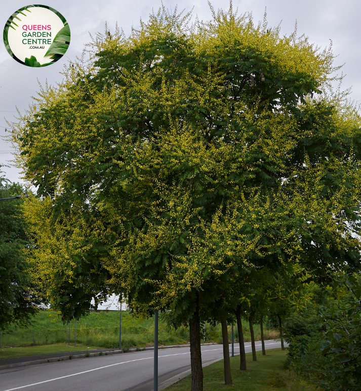 Alt text: Koelreuteria paniculata 'Gocanzam' Golden Candle, featuring a close-up view of the plant. This deciduous tree stands out with its compound leaves and vibrant golden-yellow panicles of flowers. A dazzling addition to gardens, admired for its unique beauty and ornamental value.