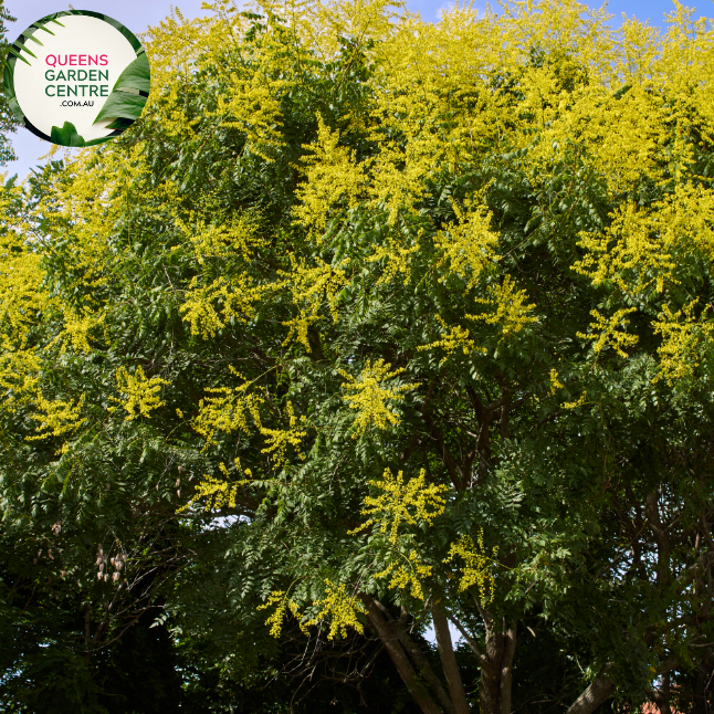 Alt text: Koelreuteria paniculata 'Gocanzam' Golden Candle, featuring a close-up view of the plant. This deciduous tree stands out with its compound leaves and vibrant golden-yellow panicles of flowers. A dazzling addition to gardens, admired for its unique beauty and ornamental value.