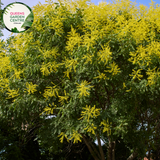 Alt text: Koelreuteria paniculata 'Gocanzam' Golden Candle, featuring a close-up view of the plant. This deciduous tree stands out with its compound leaves and vibrant golden-yellow panicles of flowers. A dazzling addition to gardens, admired for its unique beauty and ornamental value.