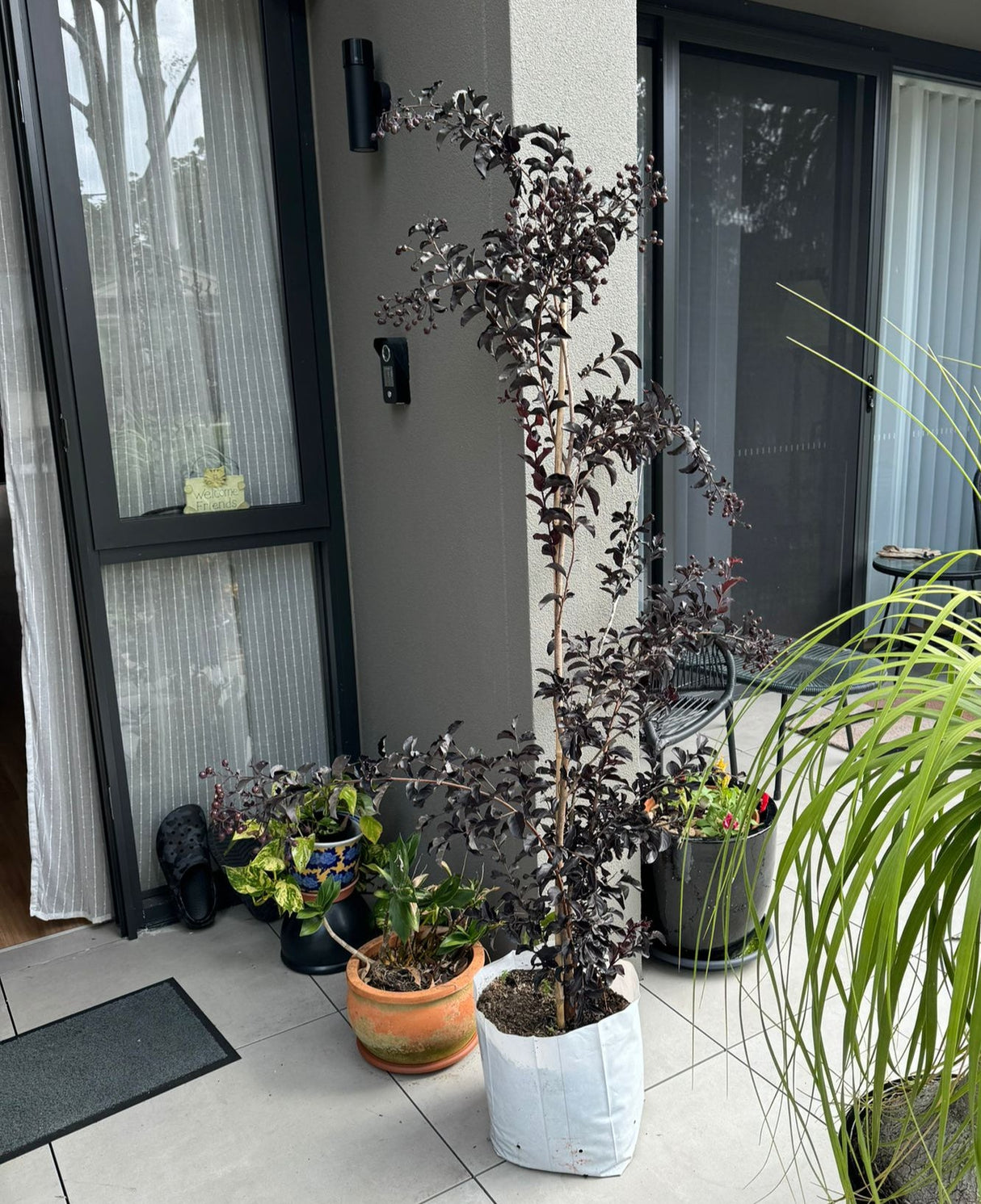Lagerstroemia Diamonds in the Dark Best Red Crepe Myrtle