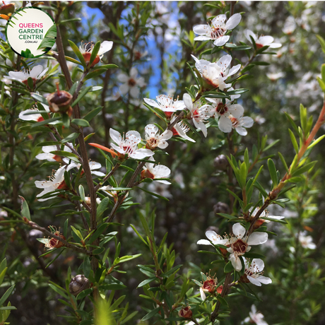 "A captivating image of the Leptospermum 'Copper Glow' plant, highlighting its distinctive features. The slender, coppery-orange foliage creates an eye-catching display, adding a warm and vibrant touch to the landscape. 'Copper Glow' is a cultivar of the Tea Tree, known for its ornamental appeal. The foliage's unique coloration, combined with the plant's graceful form, makes it a striking addition to garden landscapes. 