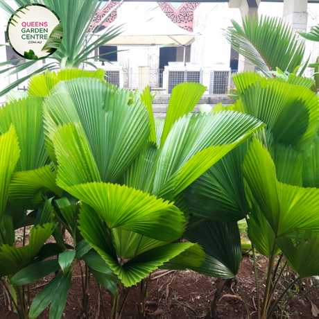 Alt text: Licuala elegans, also known as the Elegant Fan Palm, is a tropical palm species prized for its stunning foliage. This plant features large, round leaves that are deeply divided into segments, resembling a fan. The leaves have a glossy, dark green color and a striking pleated texture. Licuala elegans typically grows in a clustering habit, forming dense clumps of foliage.