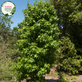 Alt text: Liquidambar styraciflua 'Worplesdon,' a deciduous tree known for its distinctive star-shaped leaves that turn vibrant shades of red, orange, and purple in the fall. This cultivar is appreciated for its ornamental value, providing a stunning autumnal display. The tree adds beauty and seasonal interest to gardens and landscapes.