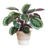 Calathea Medaillon mødte Viber vid