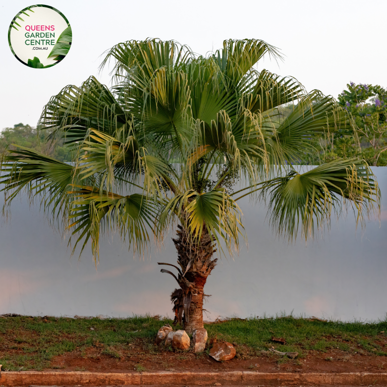  Alt text: Livistona chinensis, commonly known as the Chinese Fan Palm or Fountain Palm, is a tropical palm species prized for its graceful appearance. This palm features large, fan-shaped leaves that are glossy green and deeply divided into segments. The leaves grow in a symmetrical arrangement atop a slender trunk, creating a striking silhouette. Livistona chinensis typically grows in a clumping habit, forming dense clusters of foliage.