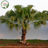  Alt text: Livistona chinensis, commonly known as the Chinese Fan Palm or Fountain Palm, is a tropical palm species prized for its graceful appearance. This palm features large, fan-shaped leaves that are glossy green and deeply divided into segments. The leaves grow in a symmetrical arrangement atop a slender trunk, creating a striking silhouette. Livistona chinensis typically grows in a clumping habit, forming dense clusters of foliage.