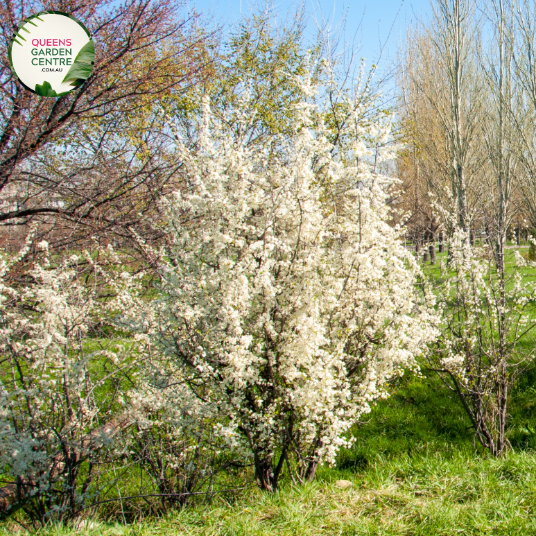 "A delightful view of the Malus 'Sugar Tyme' plant, showcasing its ornamental charm. The tree features a profusion of delicate pink buds that burst into clusters of soft pink and white blossoms, creating a beautiful springtime display. 'Sugar Tyme' is a cultivar of flowering crabapple, known for its abundance of flowers and attractive form. The blossoms contrast elegantly with the lush green foliage, making this variety a visually enchanting addition to garden landscapes, 