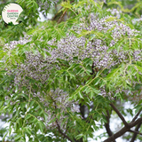 Alt text: Melia azedarach 'Lilac Lady,' a deciduous tree showcasing clusters of fragrant lilac-colored flowers. This ornamental beauty, also known as the Chinaberry or Persian Lilac, adds a touch of elegance to landscapes with its lush foliage and delightful blooms.