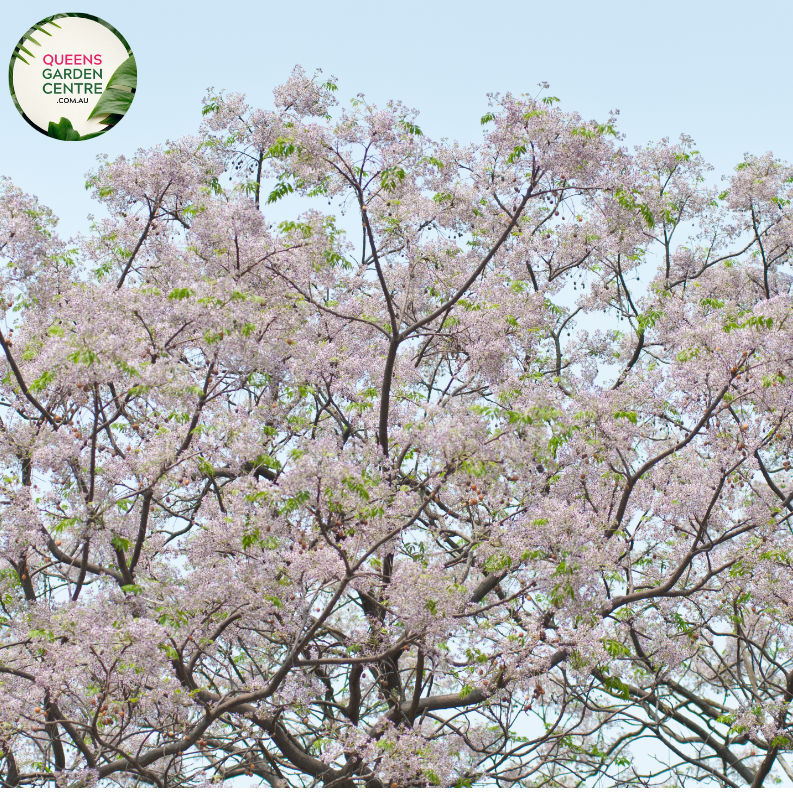 Alt text: Melia azedarach 'Lilac Lady,' a deciduous tree showcasing clusters of fragrant lilac-colored flowers. This ornamental beauty, also known as the Chinaberry or Persian Lilac, adds a touch of elegance to landscapes with its lush foliage and delightful blooms.