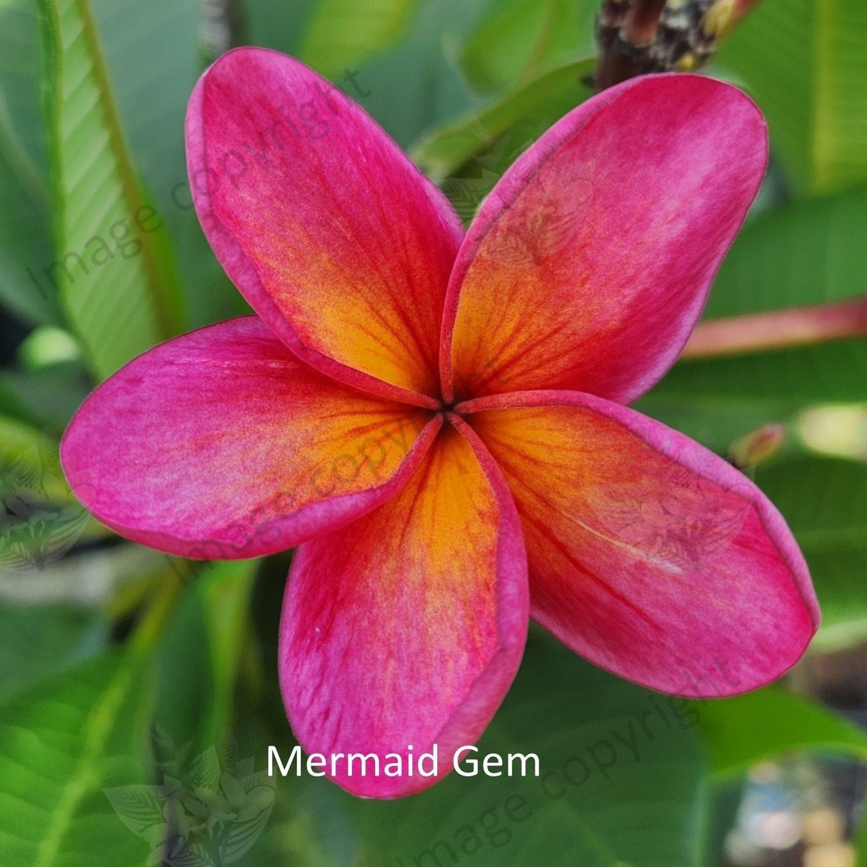 "Close-up of Mermaid Gem Frangipani: Delicate petals in shades of soft pink and creamy white with hints of yellow at their centers. The petals exhibit a subtle gradient, transitioning from lighter tones near the edges to deeper hues towards the center. Each petal features intricate lines and veins, enhancing its natural beauty. This close-up showcases the enchanting details of the Mermaid Gem Frangipani, capturing its elegance and charm."