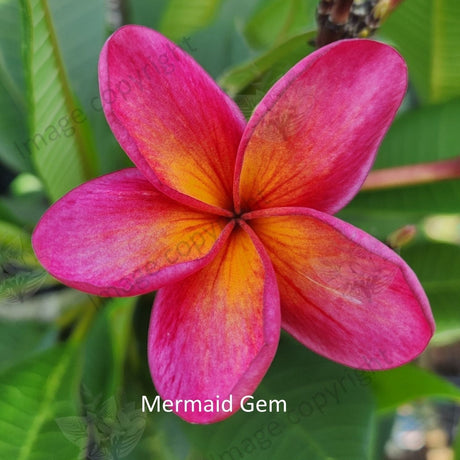 "Close-up of Mermaid Gem Frangipani: Delicate petals in shades of soft pink and creamy white with hints of yellow at their centers. The petals exhibit a subtle gradient, transitioning from lighter tones near the edges to deeper hues towards the center. Each petal features intricate lines and veins, enhancing its natural beauty. This close-up showcases the enchanting details of the Mermaid Gem Frangipani, capturing its elegance and charm."
