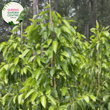 Michelia Alba