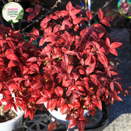 Close-up of Nandina domestica plant: This image showcases the intricate details of the Nandina domestica, also known as Heavenly Bamboo. The foliage consists of delicate, compound leaves arranged in clusters along slender stems. The leaves exhibit a vibrant green coloration with a glossy texture, creating a visually appealing display. 