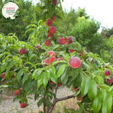 Alt text: Prunus persica var. nucipersica 'Fantasia,' a Nectarine tree in full bloom. This deciduous tree boasts vibrant pink blossoms and is celebrated for producing delicious, sweet nectarines. A delightful addition to orchards and gardens, offering both visual appeal and a bountiful harvest.