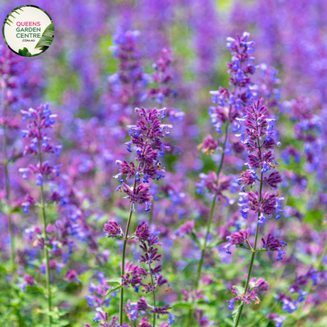 "A delightful view of the Nepeta mussinii 'Dropmore' plant, commonly known as Catmint. This low-growing perennial herb features dense clusters of small, lavender-blue flowers held above aromatic gray-green foliage. The compact and spreading nature of 'Dropmore' makes it a charming ground cover in garden landscapes. The image captures the beauty and appeal of Catmint, showcasing its vibrant blooms and textured foliage. With its ornamental value and aromatic qualities, Nepeta mussinii 'Dropmore' 