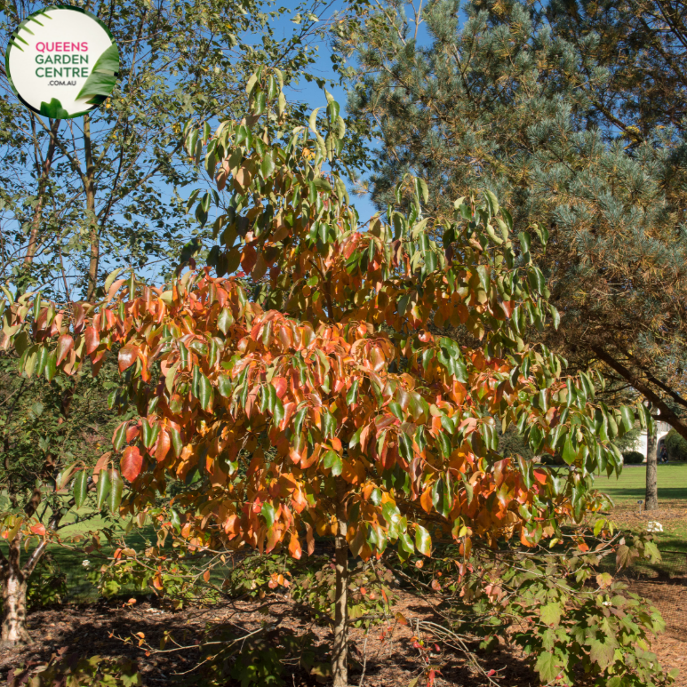 Alt text: Nyssa sylvatica, commonly known as Tupelo or Black Gum, is a deciduous tree native to North America. It features glossy green foliage that turns vibrant shades of red, orange, and yellow in the fall, making it a stunning ornamental tree. The tree produces small greenish-white flowers in the spring, followed by dark blue-black fruits that attract wildlife. Tupelo is known for its tolerance to wet soils, making it suitable for planting in various landscapes, including wetlands and gardens.