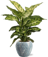 Dieffenbachia Mars - Ø17cm - ↕50cm