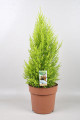 Cupressus Goldcrest Wilma