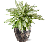 Dieffenbachia Vesuv - Ø27cm - ↕80cm