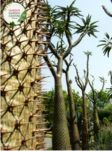 "Close-up view of Pachypodium lamerei plant, commonly known as Madagascar Palm, displaying its tall, slender, spiny stem and tuft of green leaves at the top against a neutral background."