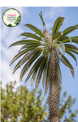"Close-up view of Pachypodium lamerei plant, commonly known as Madagascar Palm, displaying its tall, slender, spiny stem and tuft of green leaves at the top against a neutral background."