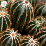 Alt text: Parodia magnifica, also known as Balloon Cactus, is a species of cactus native to South America. It features spherical to cylindrical green stems covered in golden-yellow spines, giving it a striking appearance. In spring or summer, it produces vibrant yellow flowers near the apex of the stems. This ornamental cactus is popular in succulent gardens and desert landscaping due to its unique shape and low maintenance requirements.