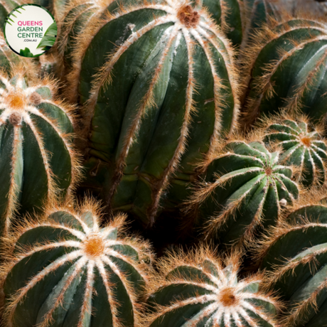 Alt text: Parodia magnifica, also known as Balloon Cactus, is a species of cactus native to South America. It features spherical to cylindrical green stems covered in golden-yellow spines, giving it a striking appearance. In spring or summer, it produces vibrant yellow flowers near the apex of the stems. This ornamental cactus is popular in succulent gardens and desert landscaping due to its unique shape and low maintenance requirements.