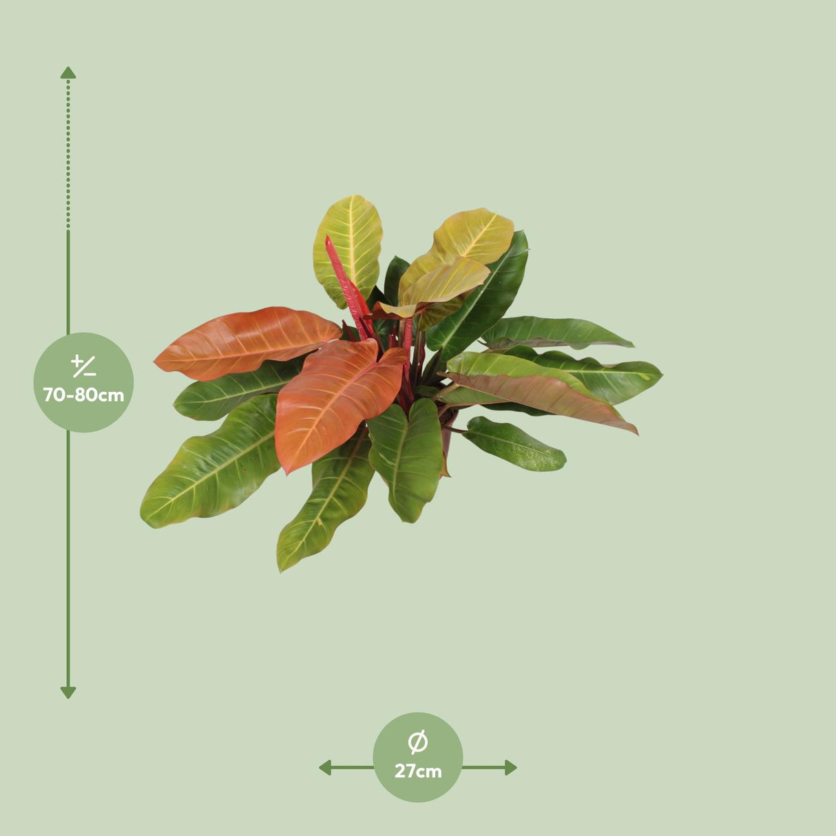 Philodendron Prince of Orange