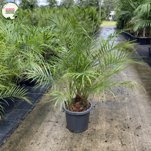 Phoenix Roebelenii