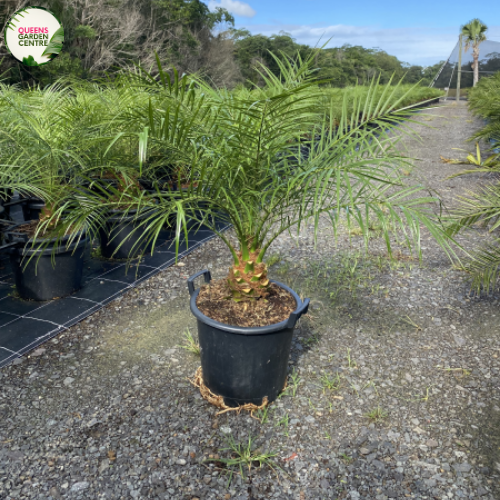 Phoenix Roebelenii