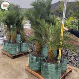 Phoenix Roebelenii