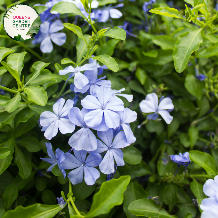 Close-up of Plumbago auriculata Royal Cape (syn. capensis) plant: This image provides a detailed view of the Plumbago auriculata Royal Cape plant. The focus is on the vibrant, tubular flowers arranged in clusters at the tip of each ste