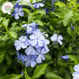 Close-up of Plumbago auriculata Royal Cape (syn. capensis) plant: This image provides a detailed view of the Plumbago auriculata Royal Cape plant. The focus is on the vibrant, tubular flowers arranged in clusters at the tip of each ste