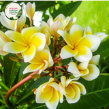 Alt text: Plumeria rubra var. acutifolia, commonly known as White Frangipani, is characterized by its stunning white flowers with yellow centers. The plant features thick, succulent branches and glossy green leaves. Its fragrant blooms typically appear in clusters and are widely used in tropical gardens and for making leis.