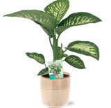 Dieffenbachia Seguine Tropic Snow