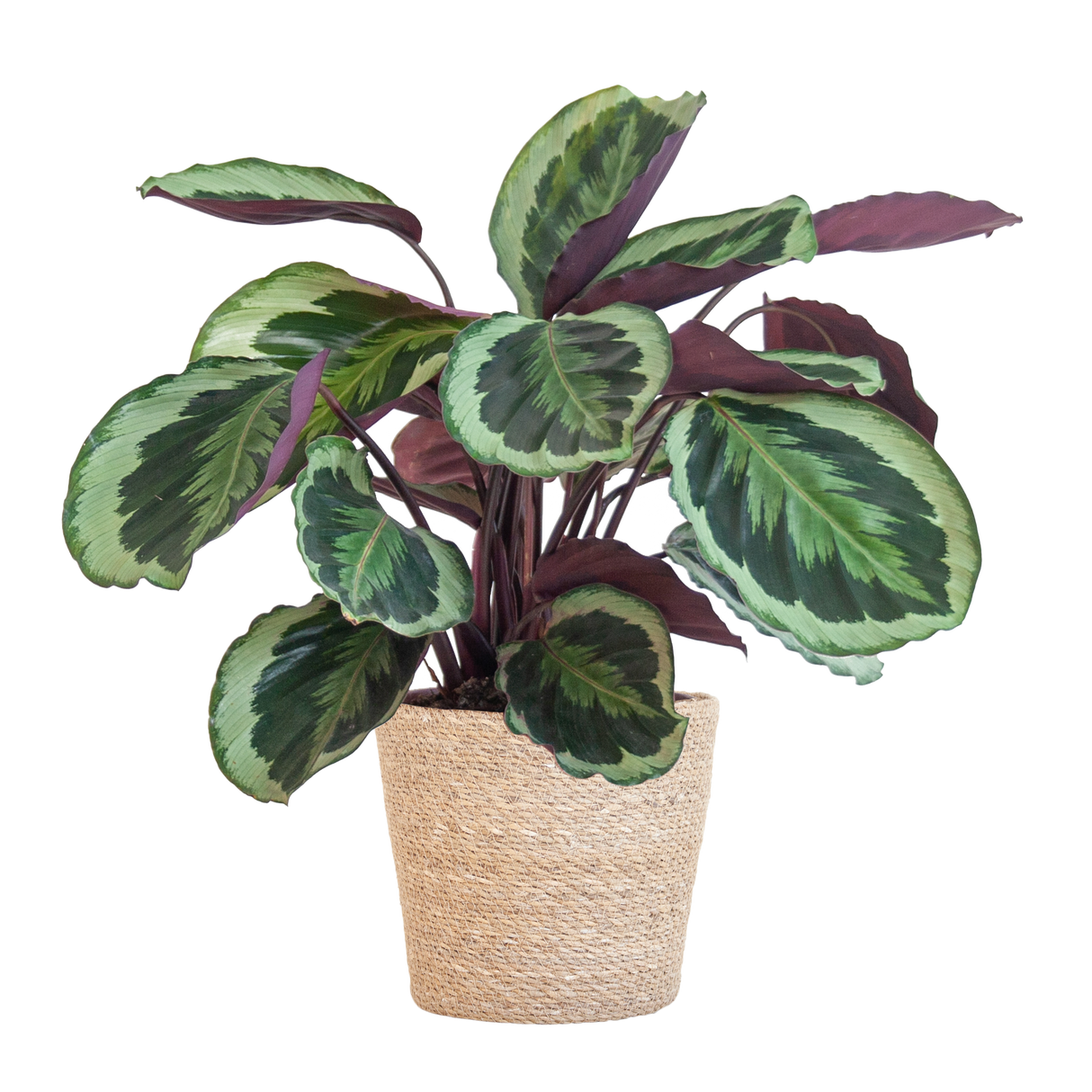 Calathea Medaillon