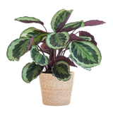 Calathea Medaillon