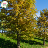 Alt text: Taxodium distichum, commonly known as Bald Cypress or Swamp Cypress, is a deciduous conifer native to wetland areas. Its foliage turns rusty orange in the fall before shedding. This tree features a pyramidal shape and a buttressed trunk base when mature. It's often planted in wet or boggy areas and is prized for its tolerance to flooding.