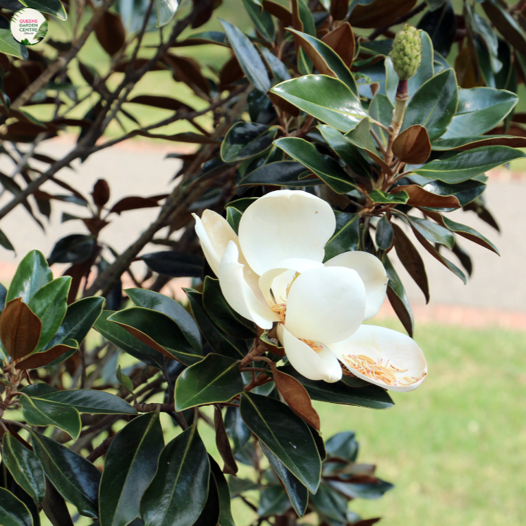 Magnolia 'Fairy White'