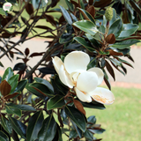 Magnolia 'Fairy White'