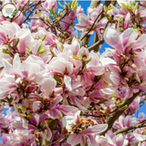  Close-up of a Magnolia 'Pink Bouquet' plant. The image highlights large, vibrant pink flowers with multiple overlapping petals that form a cup-like shape. The petals are a rich pink color with a slightly lighter shade towards the edges, and they have a smooth, velvety texture. At the center of each flower, a cluster of yellow stamens is visible, adding a contrasting focal point. 